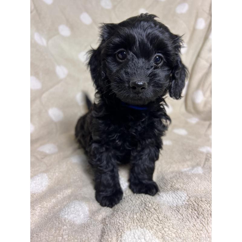 販売中の埼玉県のミックス犬-437383の5枚目