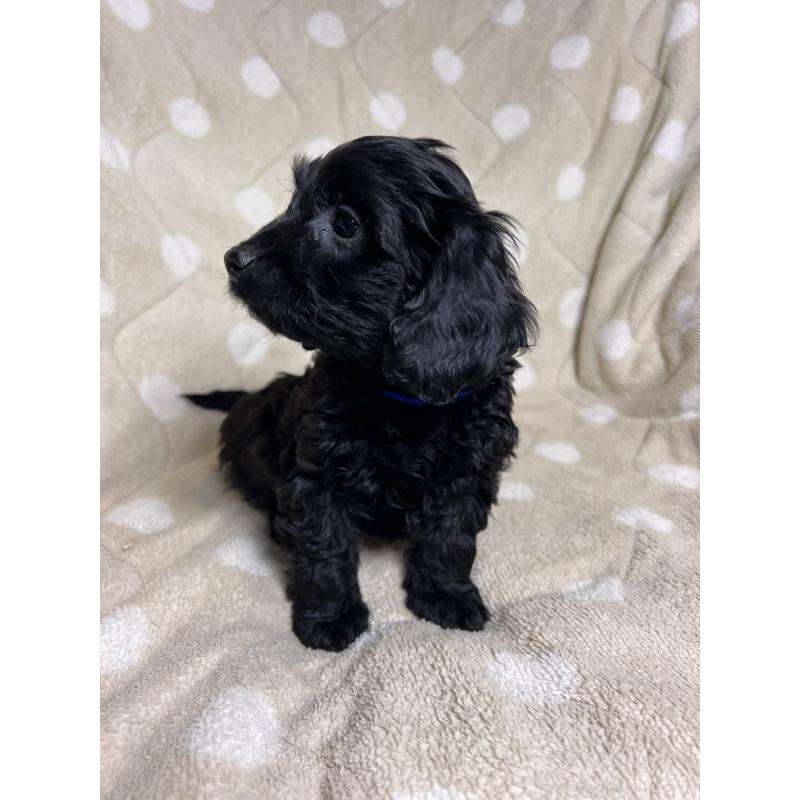 販売中の埼玉県のミックス犬-437383の4枚目