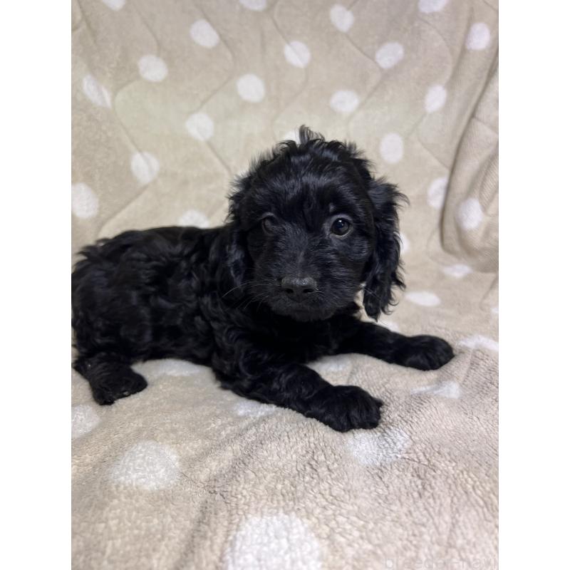 販売中の埼玉県のミックス犬-437383の3枚目