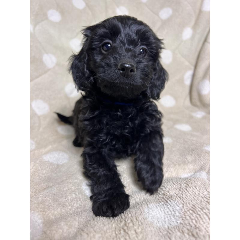 販売中の埼玉県のミックス犬-437383の2枚目