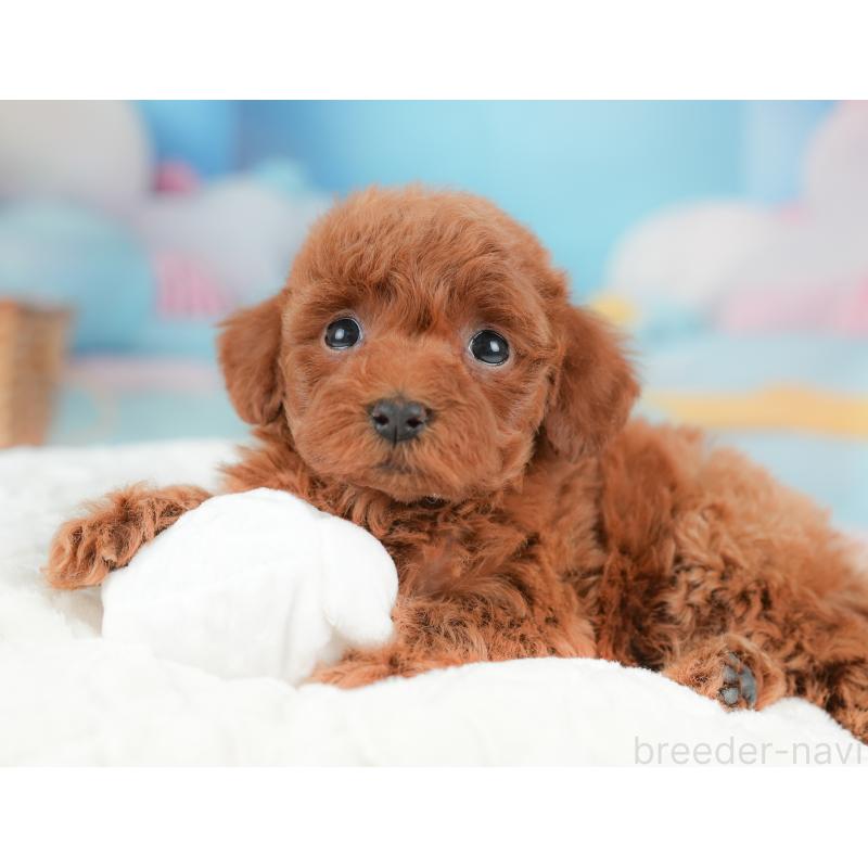 販売中の栃木県のトイプードル-437382の1枚目