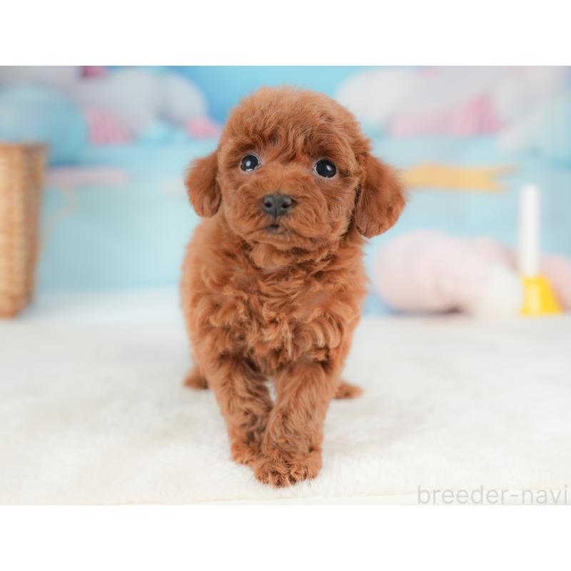 販売中の栃木県のトイプードル-437382の9枚目