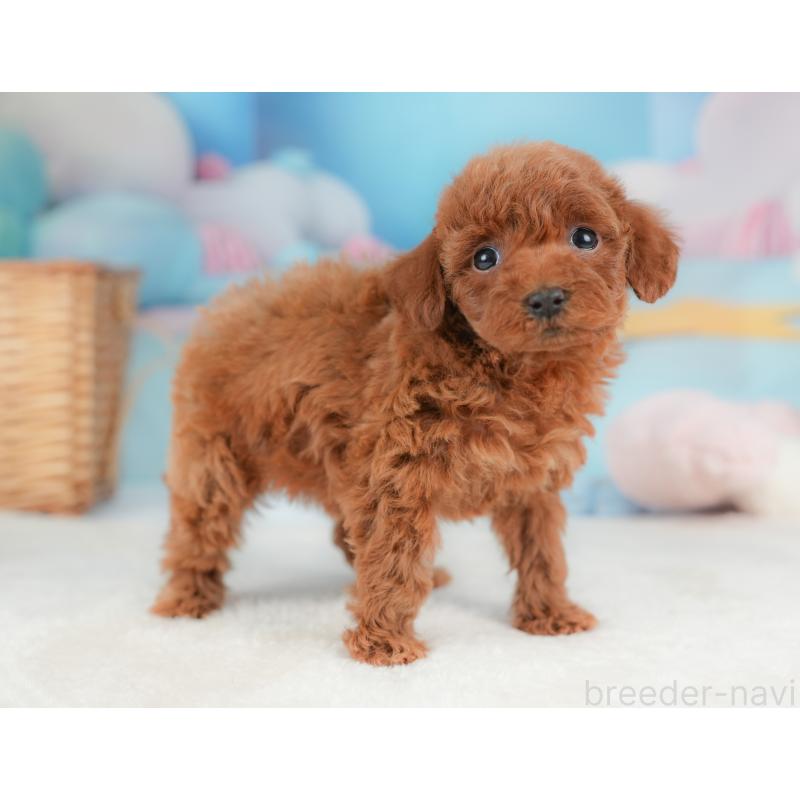 販売中の栃木県のトイプードル-437382の8枚目