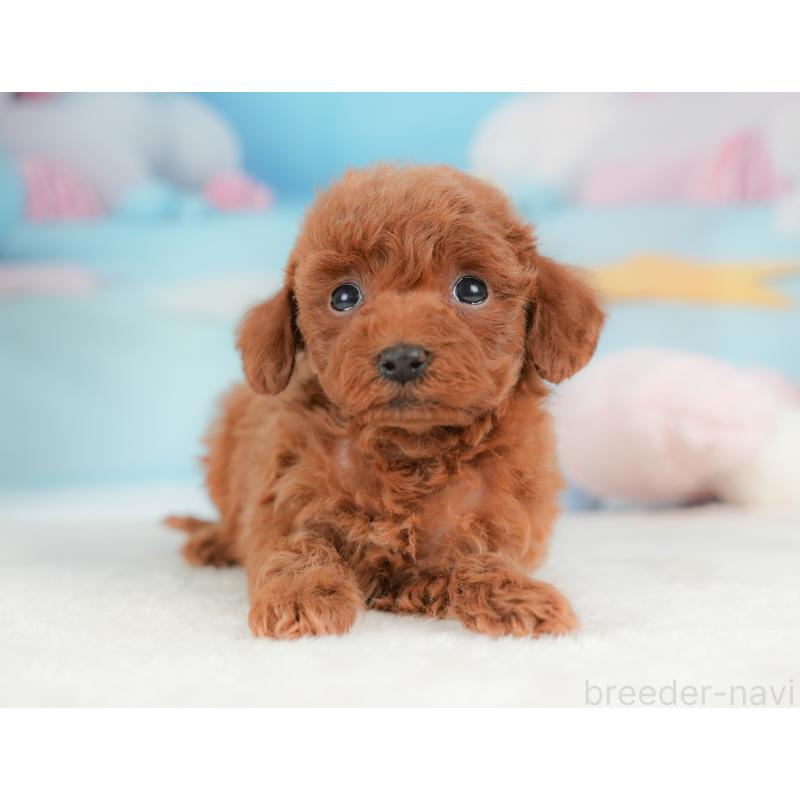 販売中の栃木県のトイプードル-437382の7枚目