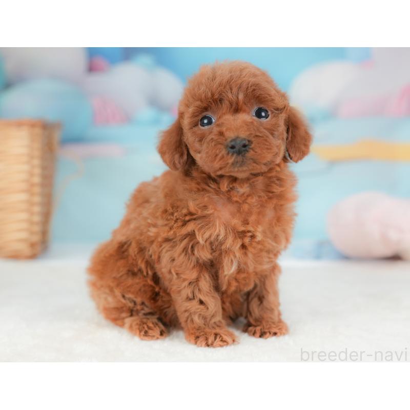 販売中の栃木県のトイプードル-437382の6枚目