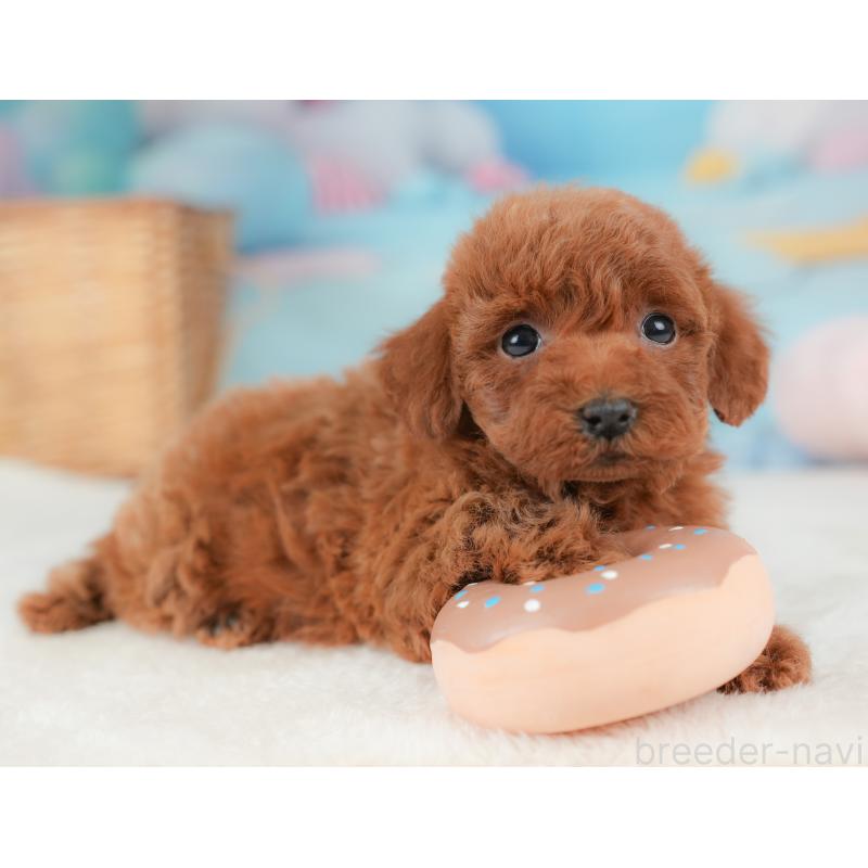 販売中の栃木県のトイプードル-437382の5枚目