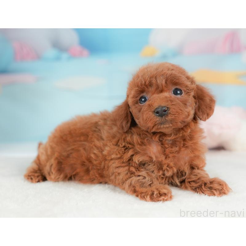 販売中の栃木県のトイプードル-437382の4枚目