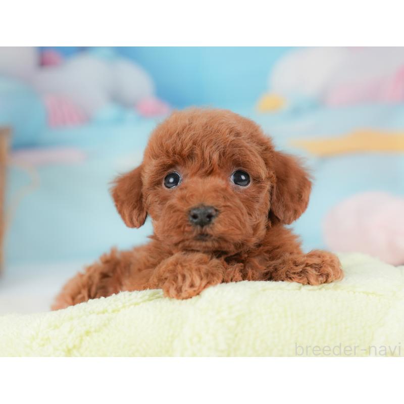 販売中の栃木県のトイプードル-437382の3枚目