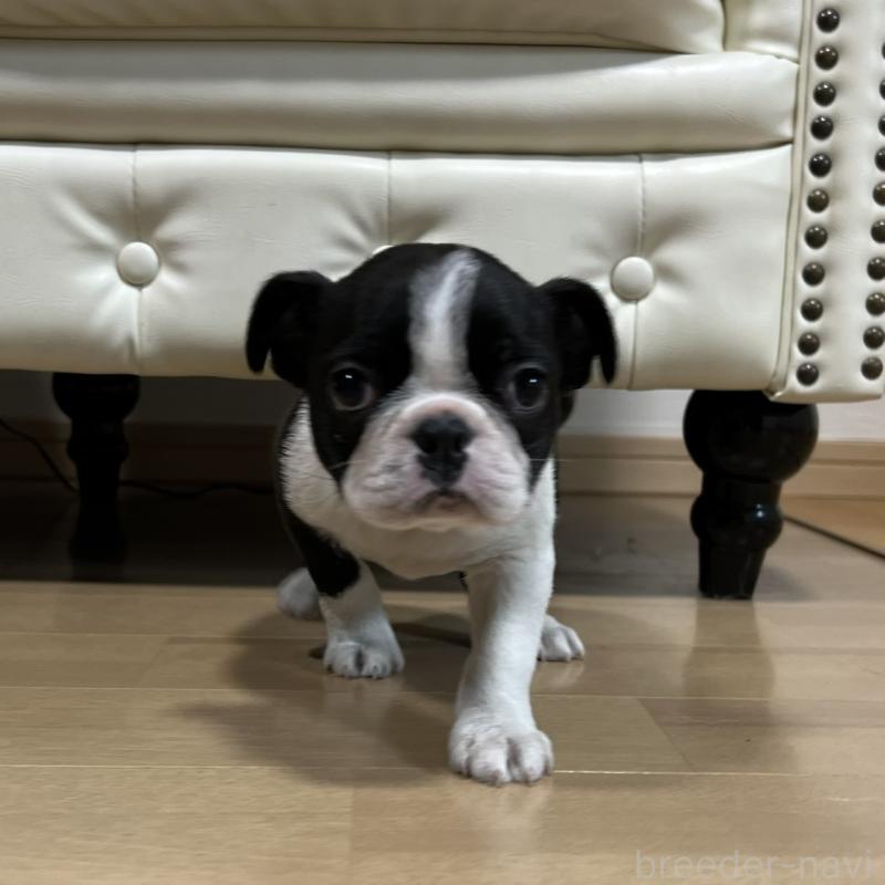 販売中の香川県のボストンテリア-437387の13枚目