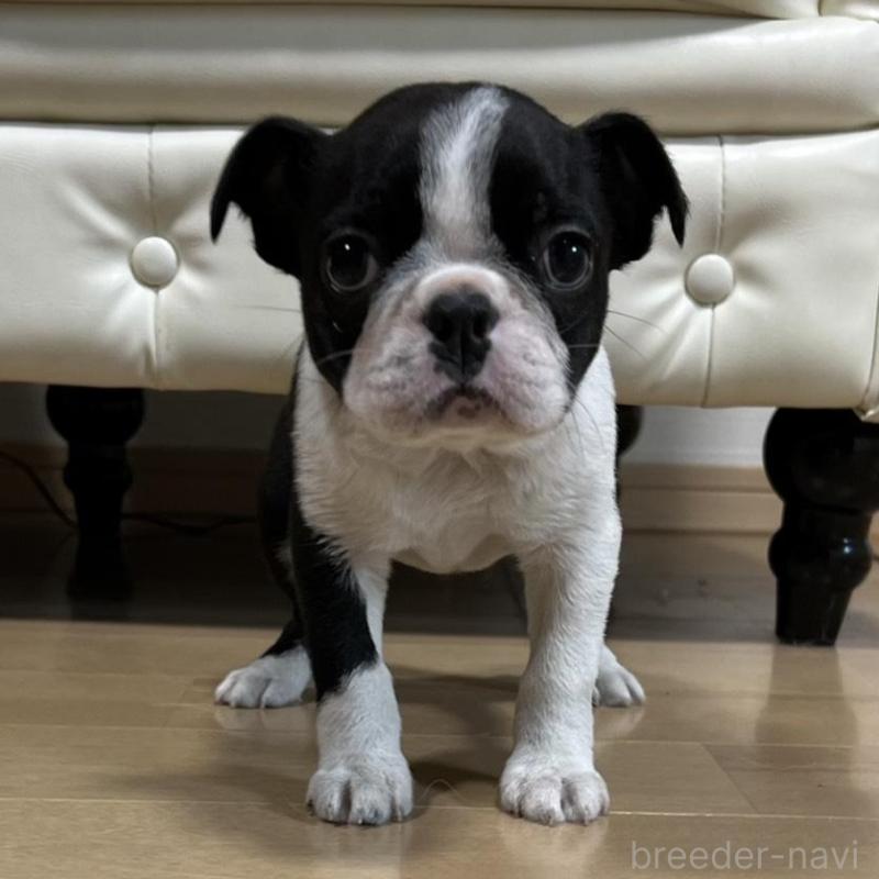 販売中の香川県のボストンテリア-437387の1枚目