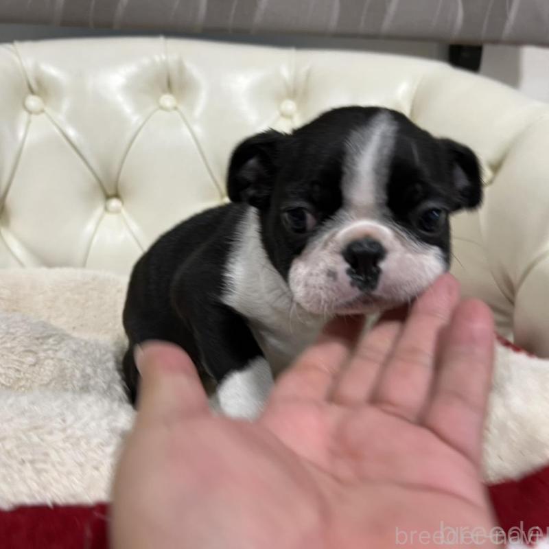 販売中の香川県のボストンテリア-437387の12枚目