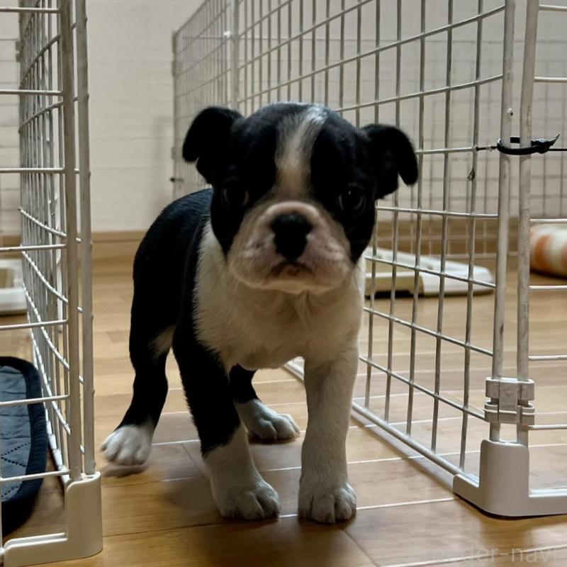 販売中の香川県のボストンテリア-437387の9枚目