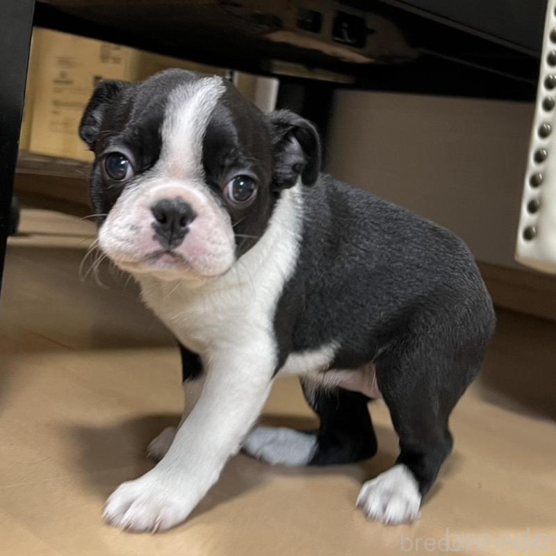 販売中の香川県のボストンテリア-437387の7枚目