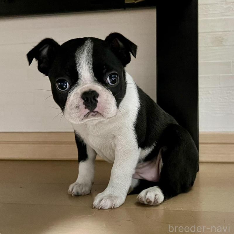 販売中の香川県のボストンテリア-437387の6枚目