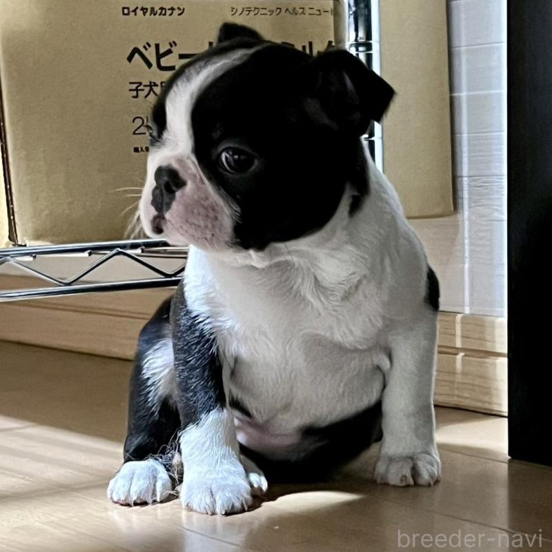 販売中の香川県のボストンテリア-437387の4枚目