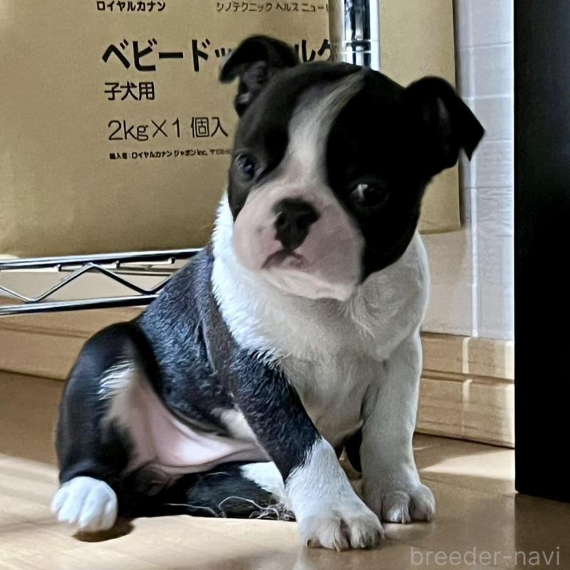 販売中の香川県のボストンテリア-437387の3枚目