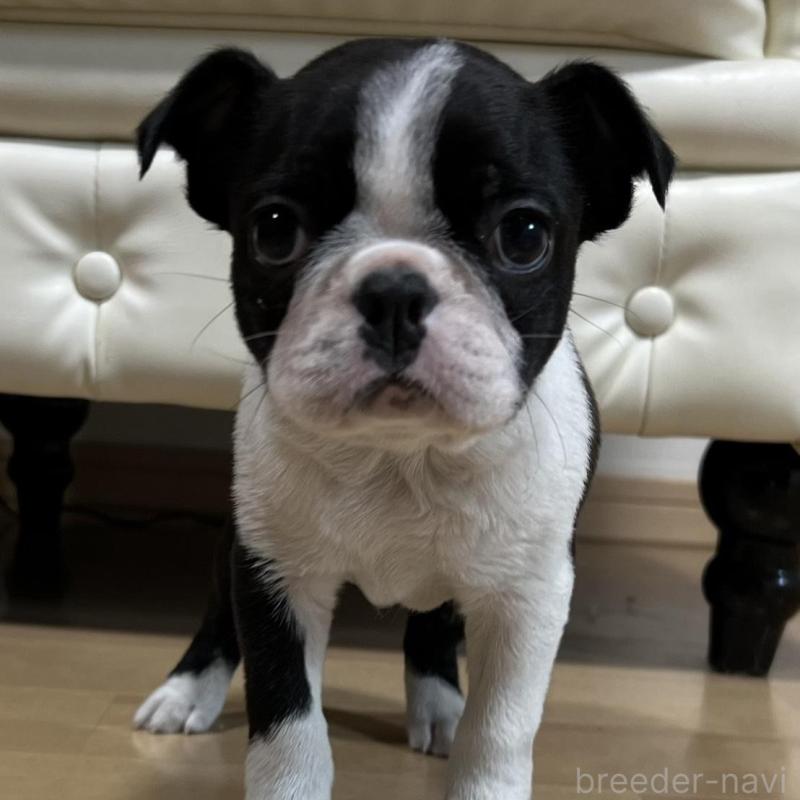 販売中の香川県のボストンテリア-437387の2枚目