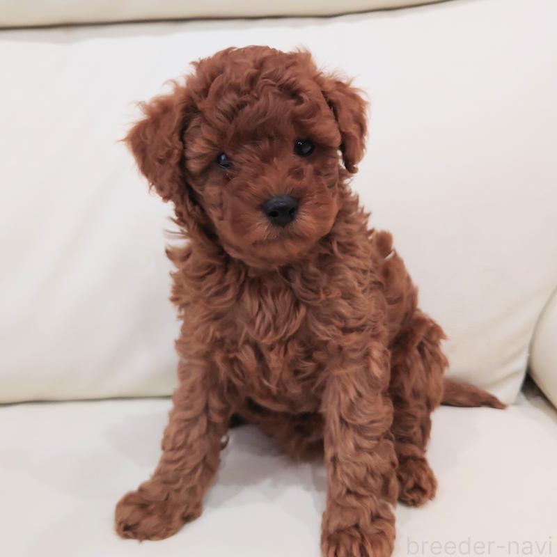 販売中の埼玉県のタイニープードル-437389の1枚目