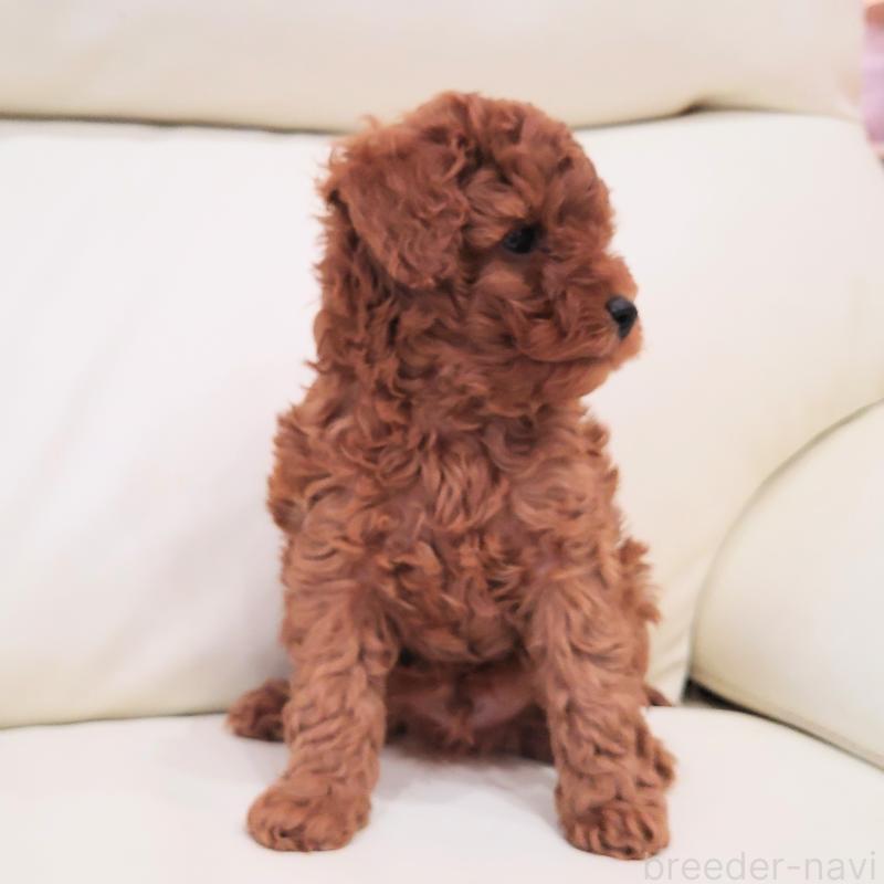 販売中の埼玉県のタイニープードル-437389の5枚目