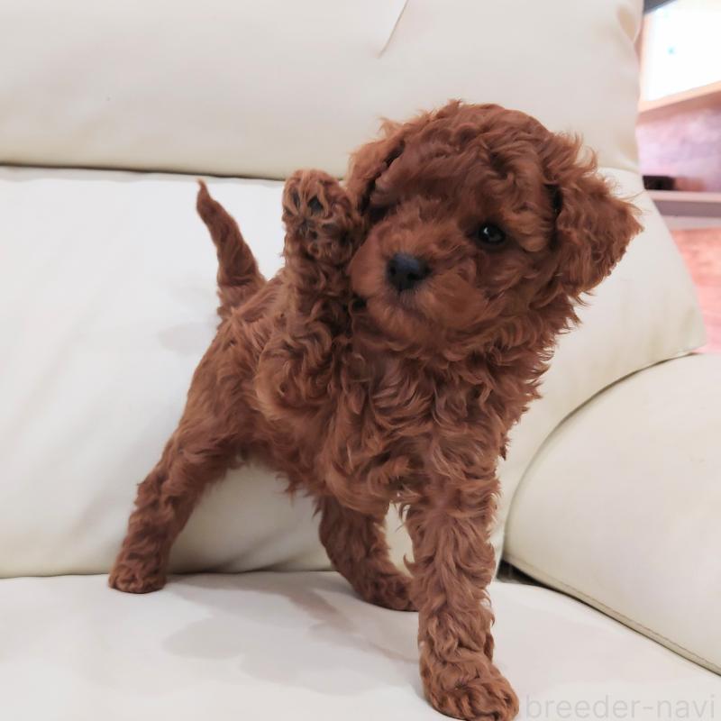 販売中の埼玉県のタイニープードル-437389の4枚目