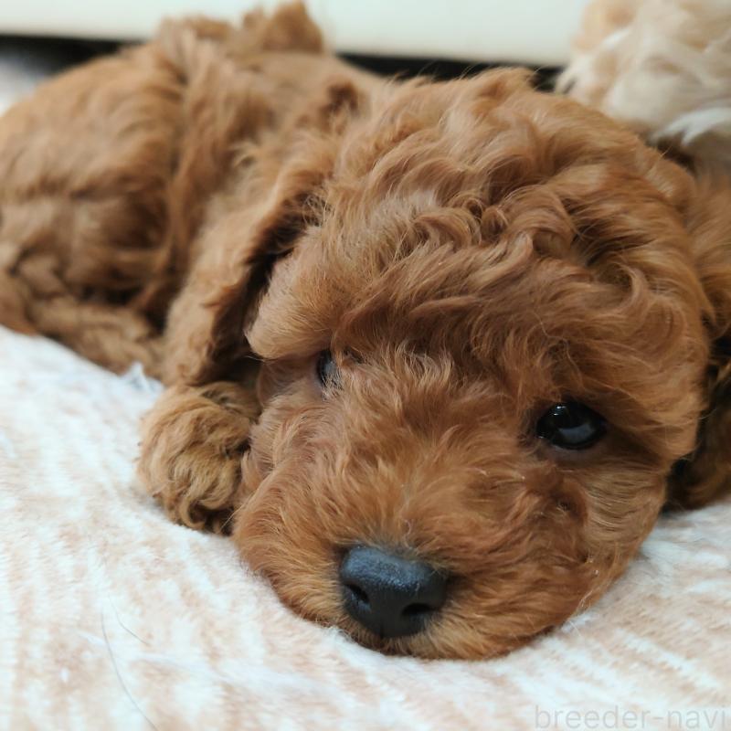 販売中の埼玉県のタイニープードル-437389の3枚目