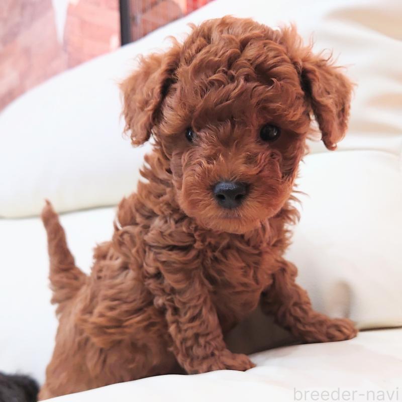 販売中の埼玉県のタイニープードル-437389の2枚目