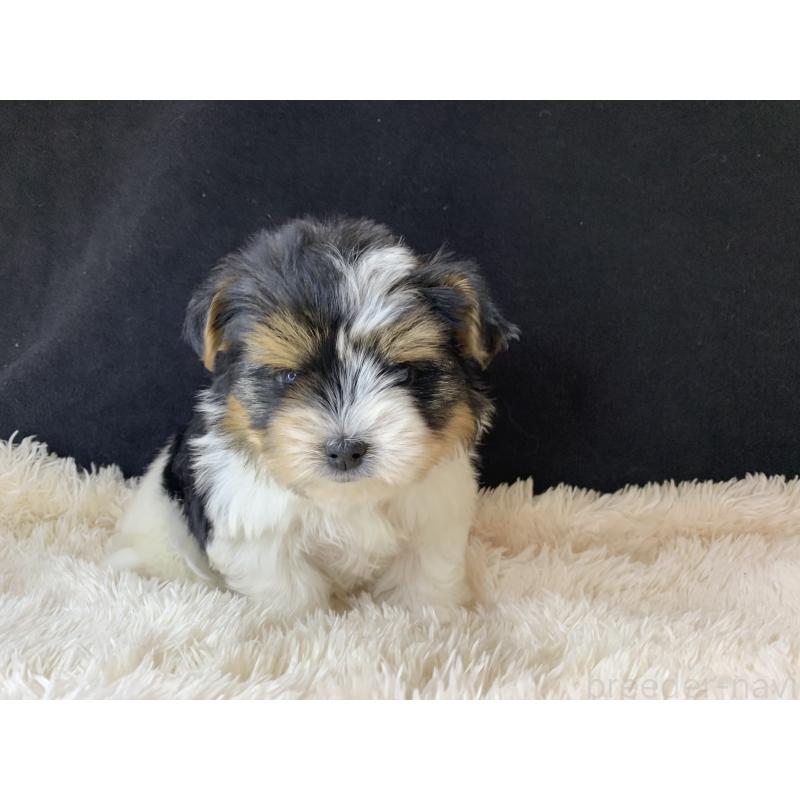 成約済の大分県のビューワーテリア-434157の31枚目