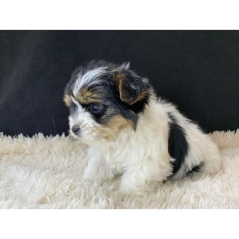 成約済の大分県のビューワーテリア-434157の30枚目