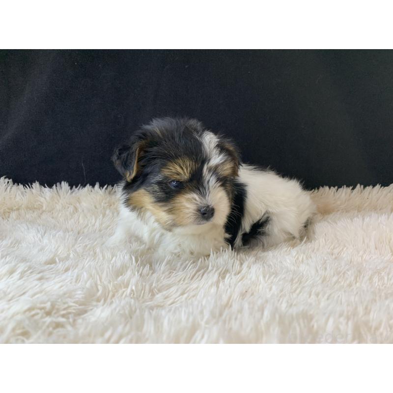 成約済の大分県のビューワーテリア-434157の29枚目