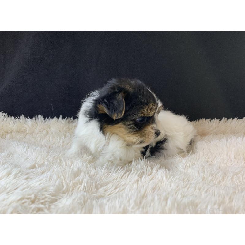 成約済の大分県のビューワーテリア-434157の28枚目