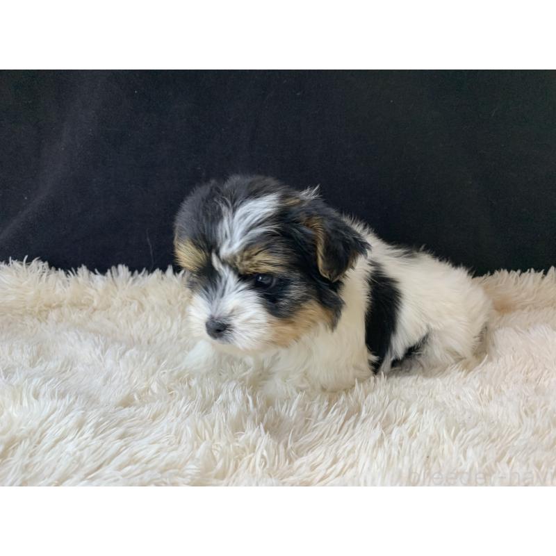 成約済の大分県のビューワーテリア-434157の27枚目