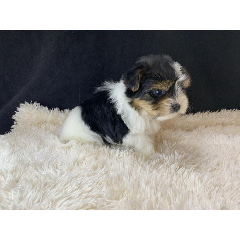 成約済の大分県のビューワーテリア-434157の26枚目