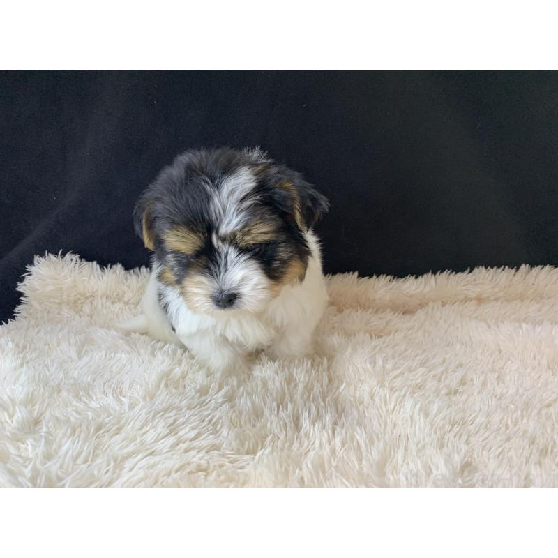 成約済の大分県のビューワーテリア-434157の25枚目