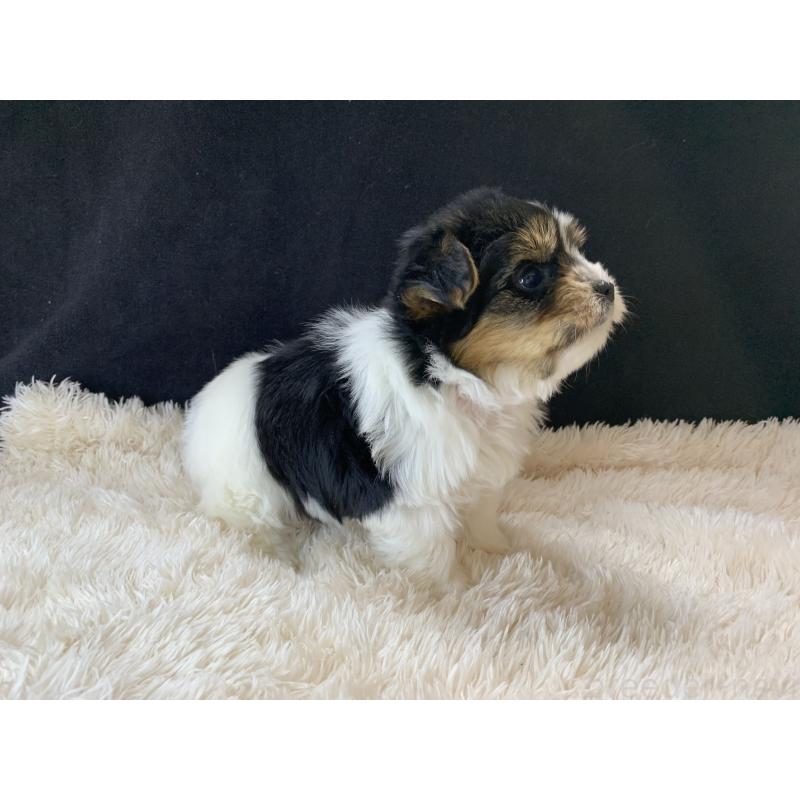 成約済の大分県のビューワーテリア-434157の21枚目