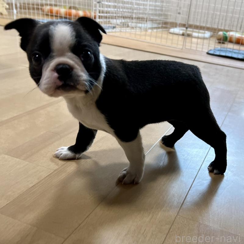 販売中の香川県のボストンテリア-437395の18枚目