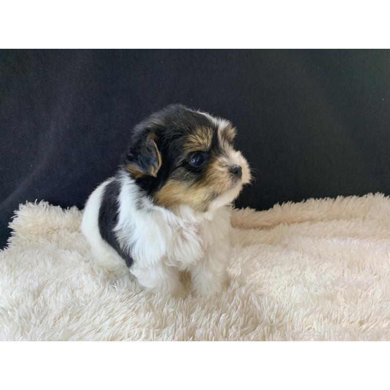 成約済の大分県のビューワーテリア-434157の19枚目