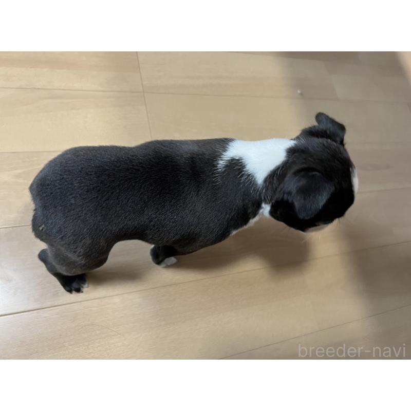 販売中の香川県のボストンテリア-437395の17枚目