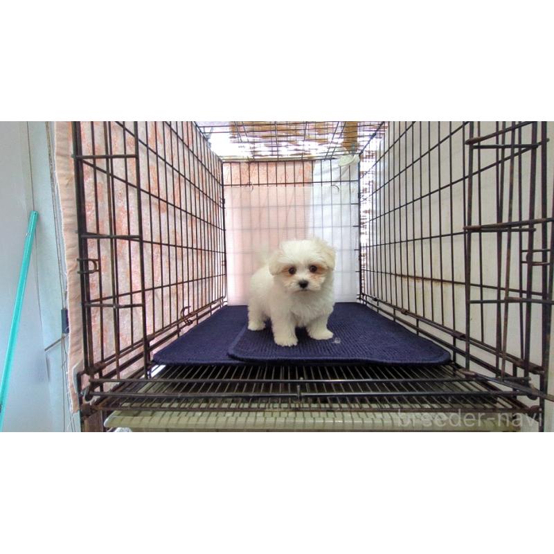 販売中の茨城県のマルチーズ-434582