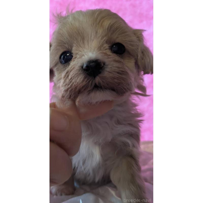 商談中の埼玉県のマルプー:マルチーズ×トイプードル-434618の20枚目