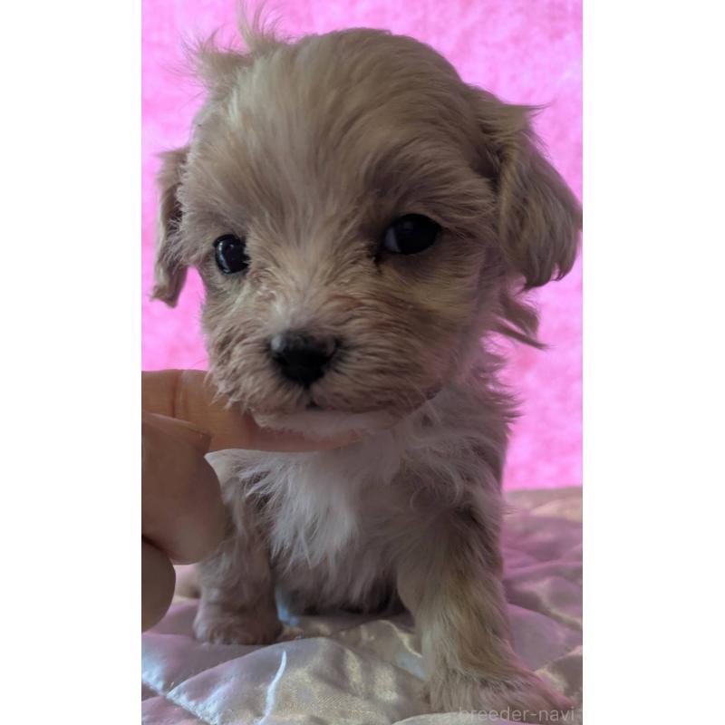 商談中の埼玉県のマルプー:マルチーズ×トイプードル-434618の19枚目