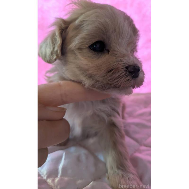 販売中の埼玉県のマルプー:マルチーズ×トイプードル-434618