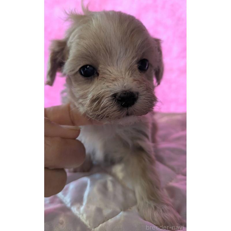 商談中の埼玉県のマルプー:マルチーズ×トイプードル-434618の16枚目