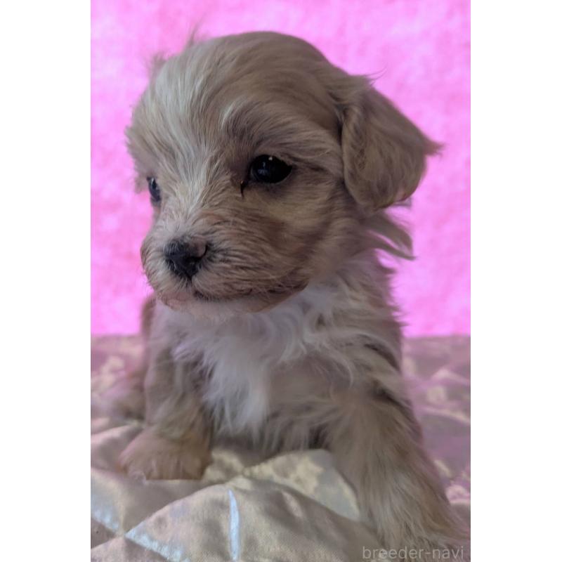 商談中の埼玉県のマルプー:マルチーズ×トイプードル-434618の15枚目