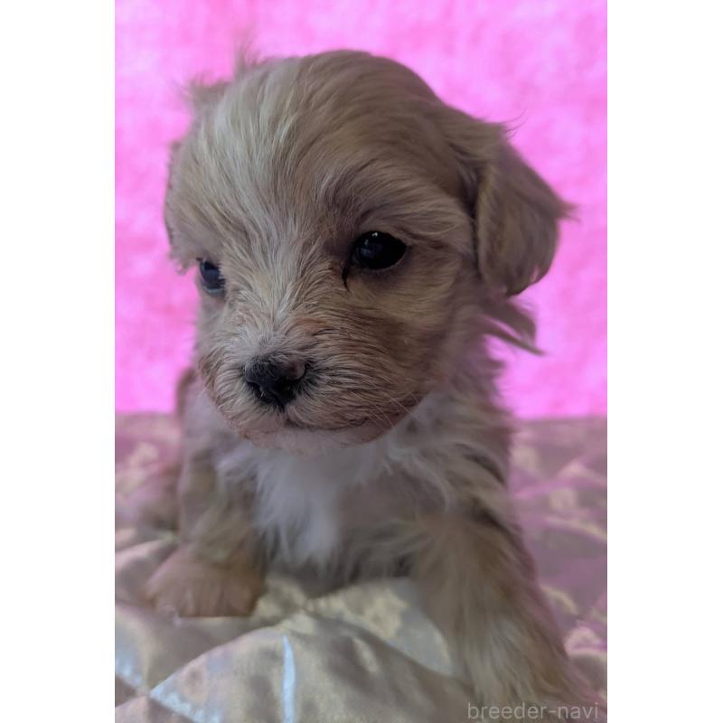 商談中の埼玉県のマルプー:マルチーズ×トイプードル-434618の14枚目