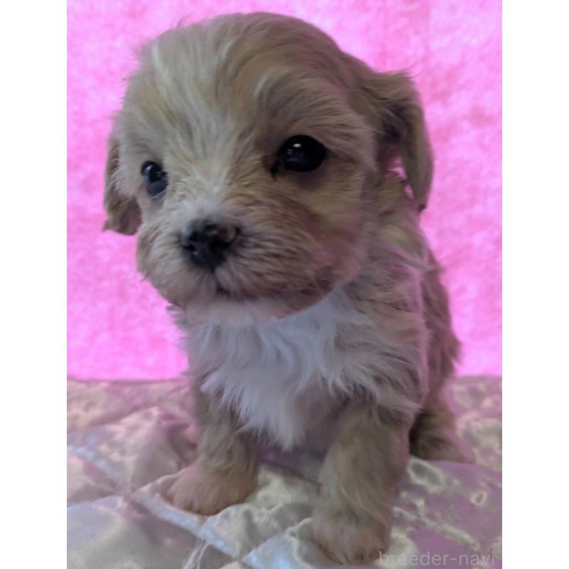 商談中の埼玉県のマルプー:マルチーズ×トイプードル-434618の13枚目