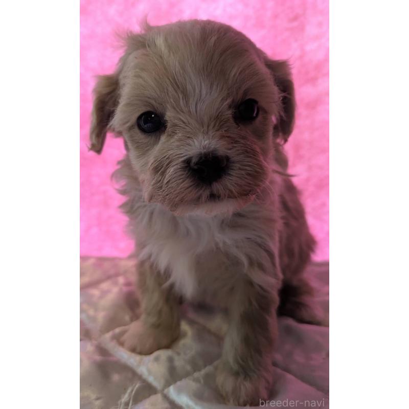 商談中の埼玉県のマルプー:マルチーズ×トイプードル-434618の12枚目