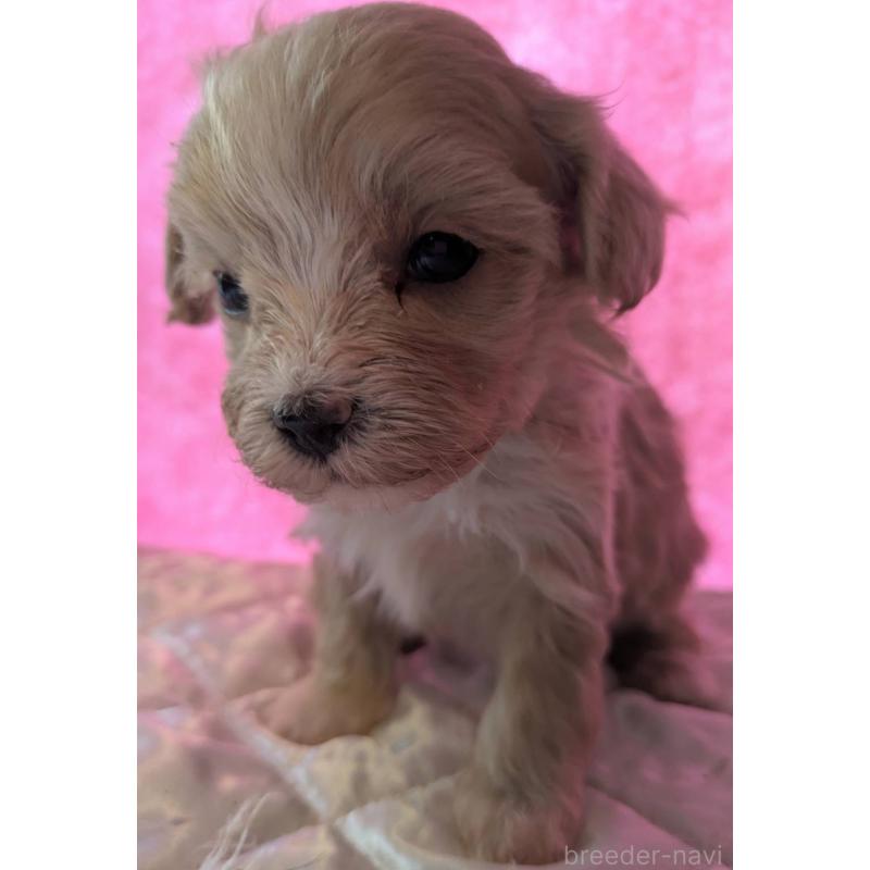 商談中の埼玉県のマルプー:マルチーズ×トイプードル-434618の11枚目