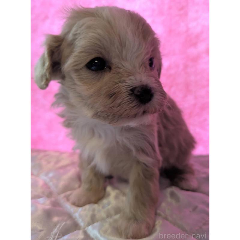 商談中の埼玉県のマルプー:マルチーズ×トイプードル-434618の10枚目