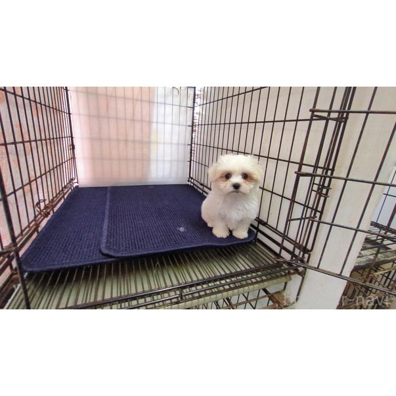 成約済の茨城県のマルチーズ-434582の6枚目