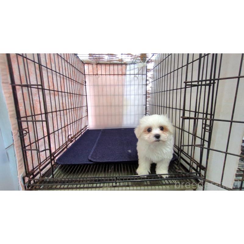 成約済の茨城県のマルチーズ-434582の5枚目